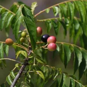 Curry Leaf Plant Live, 5-9 Inch Tall Murraya Koenigii Curry Leaves Tree In 4-Inch Pot, Sweet Neem Tree