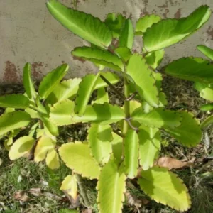Kalanchoe Pinnata Plant Live – 6-12 Inch Tall Succulent Plant for Indoor and Outdoor Gardening