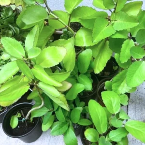 Kalanchoe Pinnata Plant Live – 6-12 Inch Tall Succulent Plant for Indoor and Outdoor Gardening