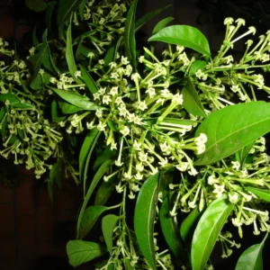 Jasmine Plant Live, Night Blooming Jasmine Plant in 4