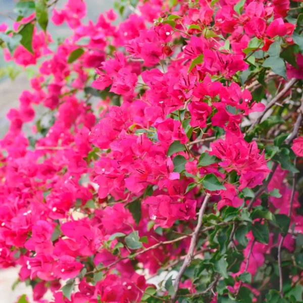 2 Bougainvillea Plants 4 To 5 Inches Height, Bougainvillea Vines Flower Plant, Live Plant Bougainvillea Vine