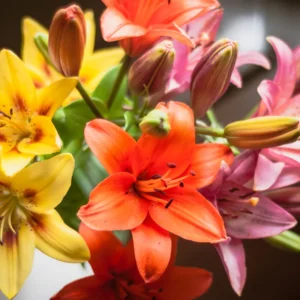50 Lily Bulbs for Planting, Mixed Lily Bulbs, Sprouted Asiatic Lily Bulbs, Oriental Lily Bulbs Outdoors