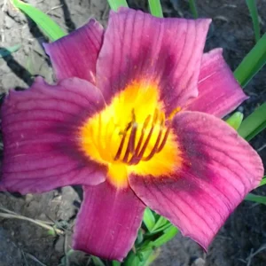 15 Daylily Bulbs for Planting, Purple Daylilies Bulbs, Daylily Flower Bulbs Roots