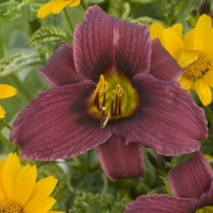 15 Daylily Bulbs for Planting, Purple Daylilies Bulbs, Daylily Flower Bulbs Roots