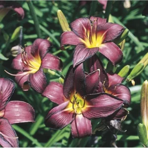 15 Daylily Bulbs for Planting, Purple Daylilies Bulbs, Daylily Flower Bulbs Roots