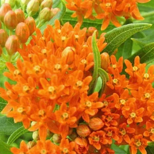 2 Butterfly Milkweed Plants Live, Orange Milkweed Plants, Asclepias Tuberosa Plant, Live Milkweed Plants, Milkweed Live Plant for Planting Outdoor