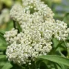 2 Milkweed Plants Live, White Milkweed Plants, Milkweed Plant for Planting Garden Outdoor Indoor