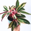 Stromanthe Triostar Live Plant, Pink Stromanthe Triostar 4 Inches Potted, Tricolor Prayer Plant Live House Plant
