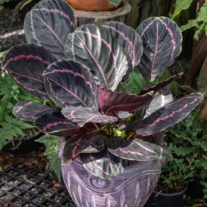 Calathea Plant Live 4 Inches Pot, Calathea Plant House Plant Indoors Live, Prayer Plant Live House Plant