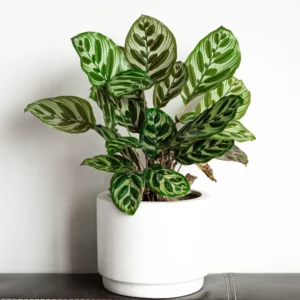 Calathea Plant Live 4 Inches Pot, Calathea Plant House Plant Indoors Live, Prayer Plant Live House Plant