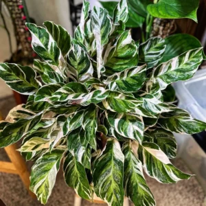 Calathea Plant Live 4 Inches Pot, Calathea Plant House Plant Indoors Live, Prayer Plant Live House Plant