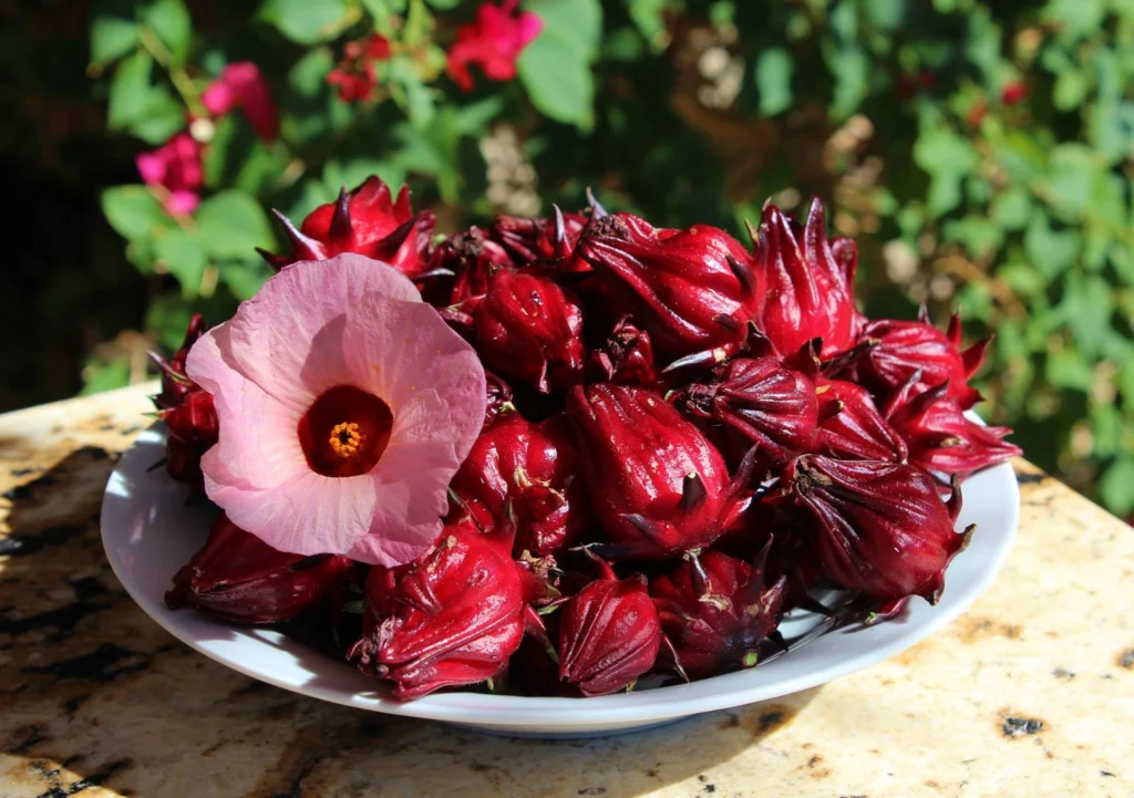 harvesting HibiscustearosellePhoenix
