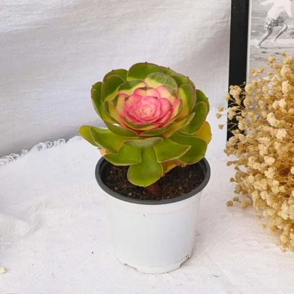 Halloween Variegated
