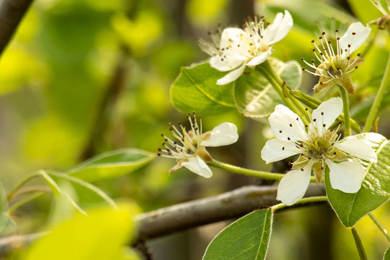 moonglow pear pollination