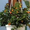 Goldfish Plant Live, Goldfish Vine, In 2-Inch Pot, Ornamental Goldfish for Indoor Hanging Baskets