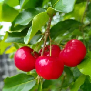 Barbados Cherry Plant Live, In 4 Inc Pot, Acerola Barbados Cherry Tree, Sweet Cherry Tree