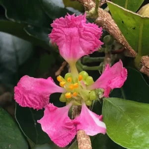 Barbados Cherry Plant Live, In 4 Inc Pot, Acerola Barbados Cherry Tree, Sweet Cherry Tree
