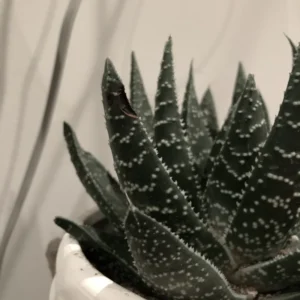 Haworthia Succulent Plant Live, 2 Inc Pot, Succulent Plant for Planting Garden Indoor Office Desk Decoration Plant Lover Gift - Black Haworthia Aloe