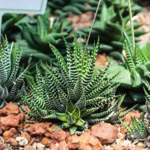 Haworthia Succulent Plant Live, 2 Inc Pot, Succulent Plant for Planting Garden Indoor Office Desk Decoration Plant Lover Gift - Haworthia Zebra