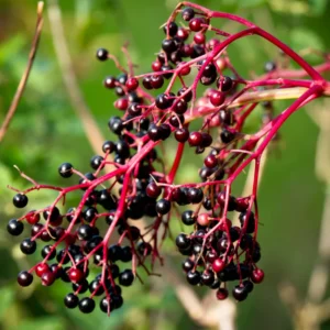 Black Elderberry Plant Live For Planting, 8-15 Inc Tall, In Quart Pot, American Elderberry Bush Live Plant, Elderberry Tree