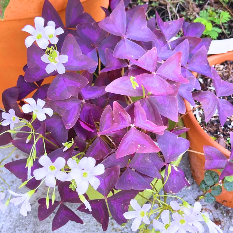 Shamrock Plant, Oxalis Live Plant, Live Purple Shamrock, Oxalis Triangularis Plant No Pot, Indoor Plant Live Houseplants