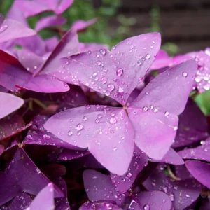 Shamrock Plant, Oxalis Live Plant, Live Purple Shamrock, Oxalis Triangularis Plant No Pot, Indoor Plant Live Houseplants