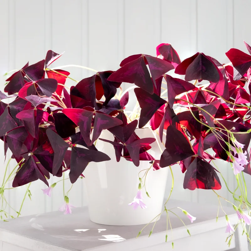 Shamrock Plant, Oxalis Live Plant, Live Purple Shamrock, Oxalis Triangularis Plant No Pot, Indoor Plant Live Houseplants