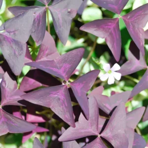 Shamrock Plant, Oxalis Live Plant, Live Purple Shamrock, Oxalis Triangularis Plant No Pot, Indoor Plant Live Houseplants
