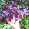 3 Oxalis Triangularis Live Plant, Purple Shamrock Plant, Oxalis Triangularis Live, Plant Live Houseplants