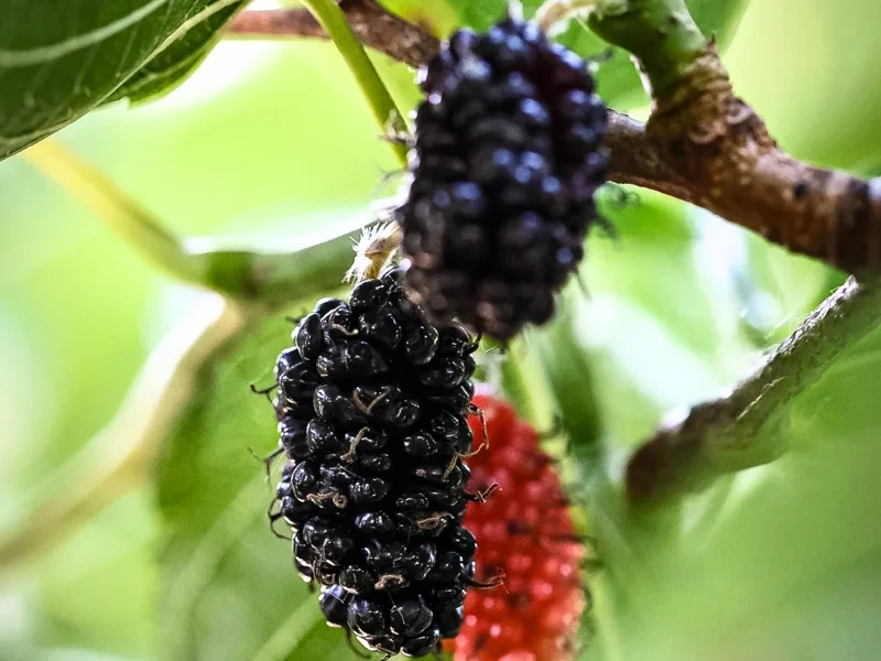 Mulberries