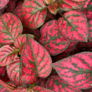 6 Polka Dot Plants Live, Red Hypoestes Live Plants, Polka Dot Plants Hypoestes Phyllostachya Rooted 3 Inches Tall, House Plants Indoors Live