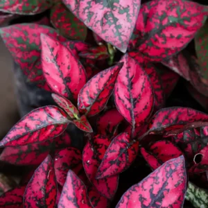6 Polka Dot Plants Live, Red Hypoestes Live Plants, Polka Dot Plants Hypoestes Phyllostachya Rooted 3 Inches Tall, House Plants Indoors Live