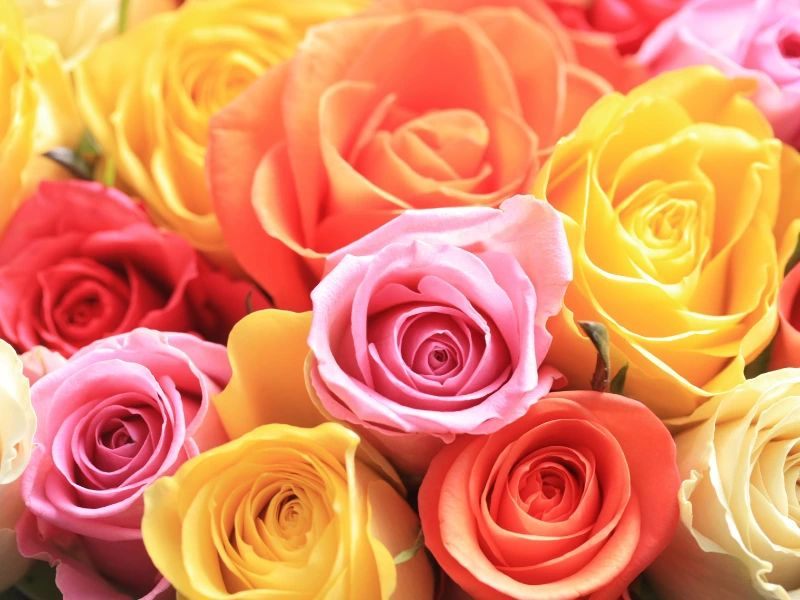 Unraveling Rose Symbolism & Meaning