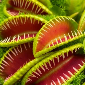 3 Venus Flytraps Plant Live, Starter Plant Fly Trap Dionaea Muscipula for Planting
