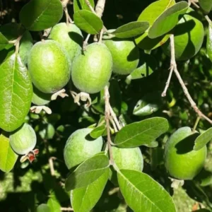 Pineapple Guava Plant Tree Live, Fragrant Guava Tree Plant, Cold Hardy, Well Rooted, 5 to 10 Inc Tall