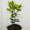 Sweet Bay Laurel Herb Plant, 1 Year Old Laurus Nobilis Bay Leaf Live Plant, Zone 8-11, Bay Leaf Tree for Indoor Outdoor Planting