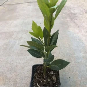 Laurus Nobilis Bay Leaf Live Plant, 14 Inch Tall from Bottom Pot, Bay Leaf Tree, Sweet Bay Laurel Herb Plant