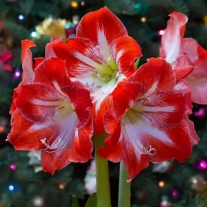 Amaryllis Plant Bulb in Wax, Holiday Decorations Blooms