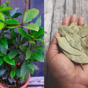 Set of 2 Bay Leaf Trees Live Plants, Laurus Nobilis Sweet Bay Tree Laurel, Well Rooted Plant Live, 4 to 8 Inc Tall