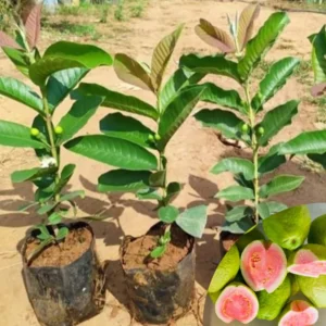 Pink Guava Tree Live Plant, 12 To 15 Inc Tall, Well Rooted, 1 Year Old Guava Tree, Fragrant Guava for Planting, Cold Hardy