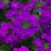 Perennial Purple Verbena Plants Live, Set 6 Plants Verbena for Planting, No Pot