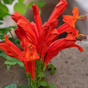 Honeysuckle Plant, Live Honeysucke Vine, 10-15 Inc Tall, Honeysuckle for Planting, Climbing Honeysuckle Bush Shrubs, Fragrant, No Pot