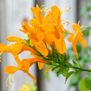 Honeysuckle Plant, Live Honeysucke Vine, 10-15 Inc Tall, Honeysuckle for Planting, Climbing Honeysuckle Bush Shrubs, Fragrant, No Pot