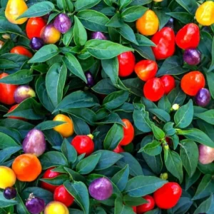 Chinese 5 Color Pepper Seeds - Great Potted Plant - 20 Seeds