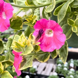 Petunia Plants Live, 2-Pack Petunia Flowers, 5-9 Inch Tall, Petunias Flowering Plants