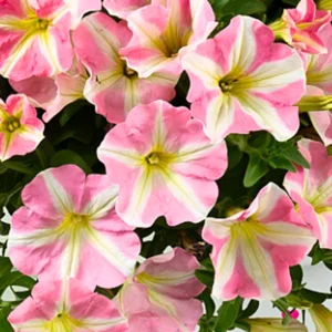 Petunia Plants Live, 2-Pack Petunia Flowers, 5-9 Inch Tall, Petunias Flowering Plants