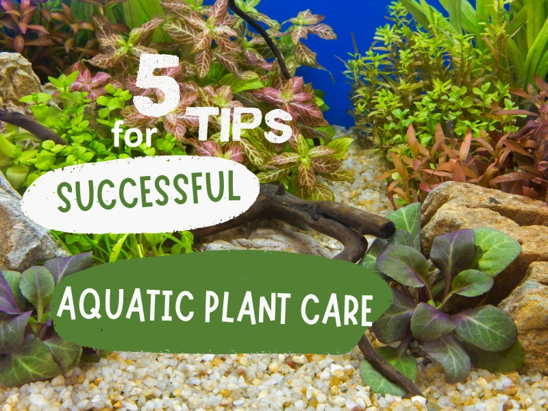 aquatic plant care