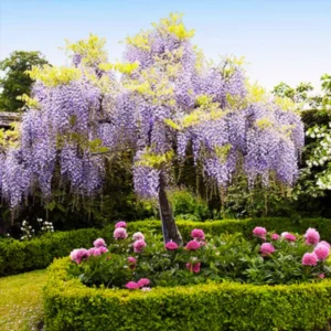 Purple Wisteria Tree, Wisteria Tree Live Plant, Wisteria Vine Live Plant, 12 to 15 Inch Tall, Bloom Sping and Early Summer