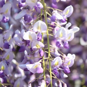 Purple Wisteria Tree, Wisteria Tree Live Plant, Wisteria Vine Live Plant, 12 to 15 Inch Tall, Bloom Sping and Early Summer