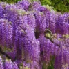 Blue Wisteria Tree Live Plant, Wisteria Vine Live Plant, Blue Flowering Wisteria 2.5” pot 12”-18”